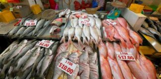 support-local-fish-farmers-sustainably-addressing-ncreasing-costs-and-demand-challenges