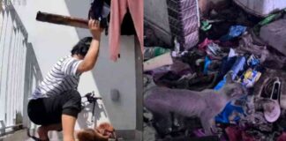 animal-cruelty-and-welfare-cases-in-singapore-spca-reports-12-year-high