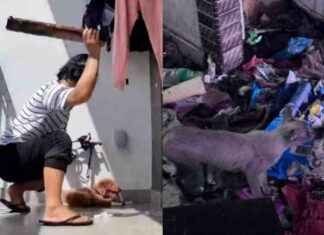 Animal Cruelty and Welfare Cases in Singapore: SPCA Reports 12-Year High animal-cruelty-and-welfare-cases-in-singapore-spca-reports-12-year-high