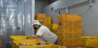boosting-revenue-and-productivity-how-enterprisesg-helps-firms-expand-overseas