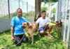 Caring Bangladeshi Workers Bringing Happiness to Rescue Dogs in Singapore Shelter caring-bangladeshi-workers-bringing-happiness-to-rescue-dogs-in-singapore-shelter