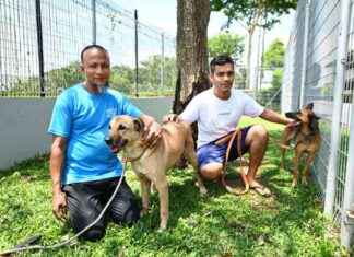 Caring Bangladeshi Workers Bringing Happiness to Rescue Dogs in Singapore Shelter caring-bangladeshi-workers-bringing-happiness-to-rescue-dogs-in-singapore-shelter