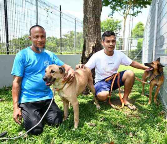 Caring Bangladeshi Workers Bringing Happiness to Rescue Dogs in Singapore Shelter caring-bangladeshi-workers-bringing-happiness-to-rescue-dogs-in-singapore-shelter