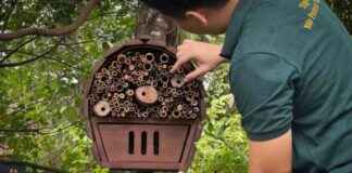Constructing Insect ‘Hotels’ in Mandai to Support Native Species constructing-nsect-hotels-in-mandai-to-support-native-species