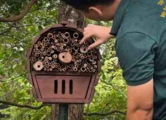 Constructing Insect ‘Hotels’ in Mandai to Support Native Species constructing-nsect-hotels-in-mandai-to-support-native-species