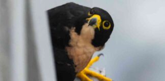 ncreasing-peregrine-falcon-population-in-singapore-exploring-the-reasons