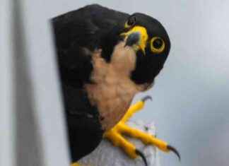 Increasing Peregrine Falcon Population in Singapore: Exploring the Reasons ncreasing-peregrine-falcon-population-in-singapore-exploring-the-reasons