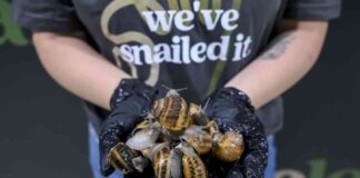 raising-happy-snails-the-art-of-snail-farming-in-singapore