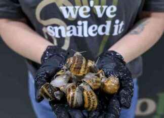 Raising Happy Snails: The Art of Snail Farming in Singapore raising-happy-snails-the-art-of-snail-farming-in-singapore