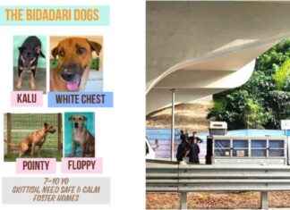 Stray Dogs Captured at Bidadari Park for Territorial Behavior stray-dogs-captured-at-bidadari-park-for-territorial-behavior