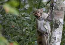 Sterilised Monkeys: NParks Traps 50 in Punggol, 2024 sterilised-monkeys-nparks-traps-50-in-punggol-2024