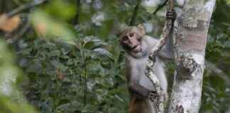 Sterilised Monkeys: NParks Traps 50 in Punggol, 2024 sterilised-monkeys-nparks-traps-50-in-punggol-2024