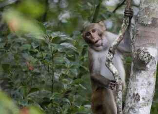 Sterilised Monkeys: NParks Traps 50 in Punggol, 2024 sterilised-monkeys-nparks-traps-50-in-punggol-2024