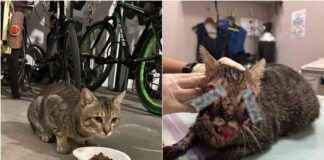 NParks: Punggol Cat Death Due to Likely Traffic Accident, No Evidence of Deliberate Cruelty nparks-punggol-cat-death-due-to-likely-traffic-accident-no-evidence-of-deliberate-cruelty