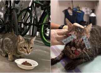 NParks: Punggol Cat Death Due to Likely Traffic Accident, No Evidence of Deliberate Cruelty nparks-punggol-cat-death-due-to-likely-traffic-accident-no-evidence-of-deliberate-cruelty