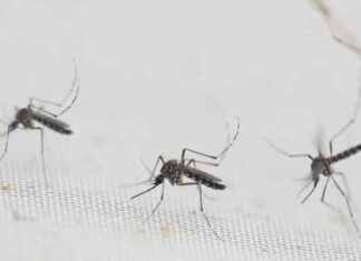 Stay Vigilant: Preventing Dengue Outbreaks in 2025 stay-vigilant-preventing-dengue-outbreaks-in-2025